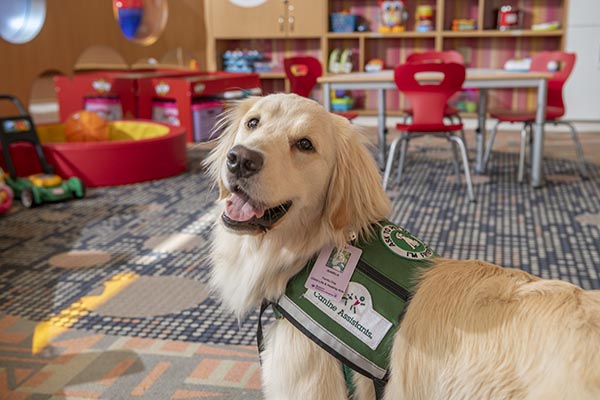 Children's Hospital facility dog Isabela posing with her green vest on