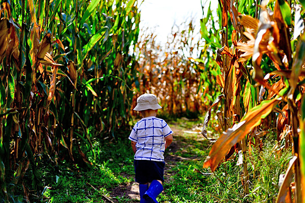Family fun in a corn maze