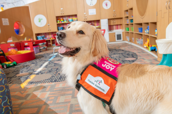 Facility therapy dog Isabela with a service dog vest on at Baystate Children's Hospital.