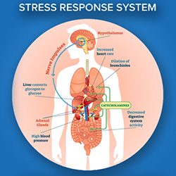 Stress_Response_System_250x