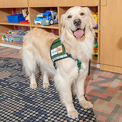 Isabela, the facility dog for Baystate Children's Hospital, in a play area at the hospital.